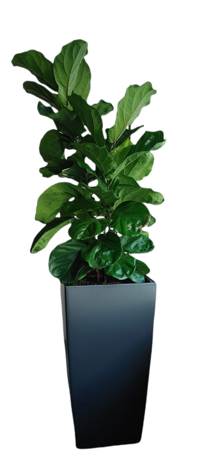 CUBICO Color 40 slate